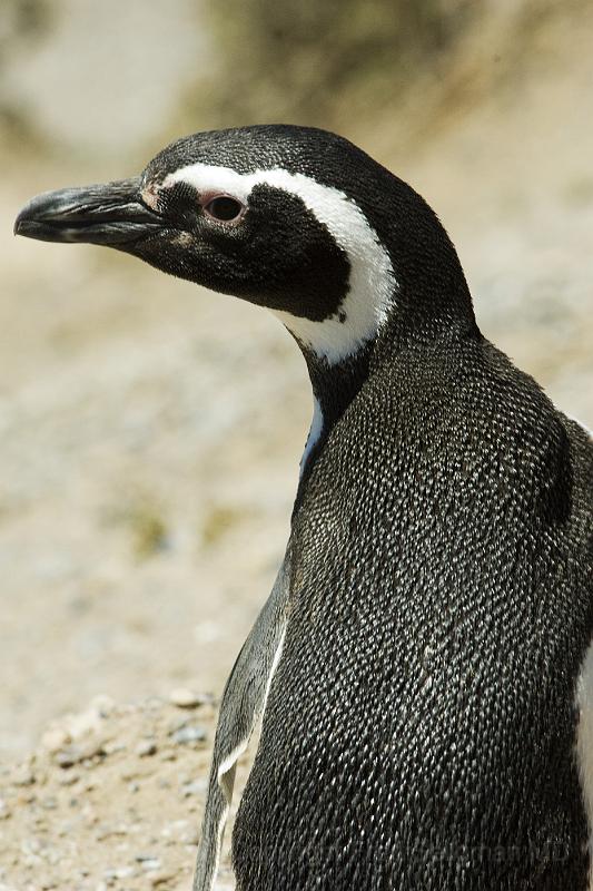 20071209 121115 D2X 28700x4200.jpg - Magellan Penguins at Pensinsula Valdes, Argentina